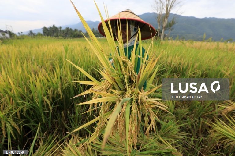 Agricultores colhem arroz durante a época da colheita em Lampeunurut, Aceh Besar, Indonésia, A Organização Mundial do Comércio (OMC) alertou que a guerra no Médio Oriente tem o potencial de desencadear uma crise global de fertilizantes e pode ameaçar a segurança alimentar mundial devido à escassez e ao aumento dos preços. 