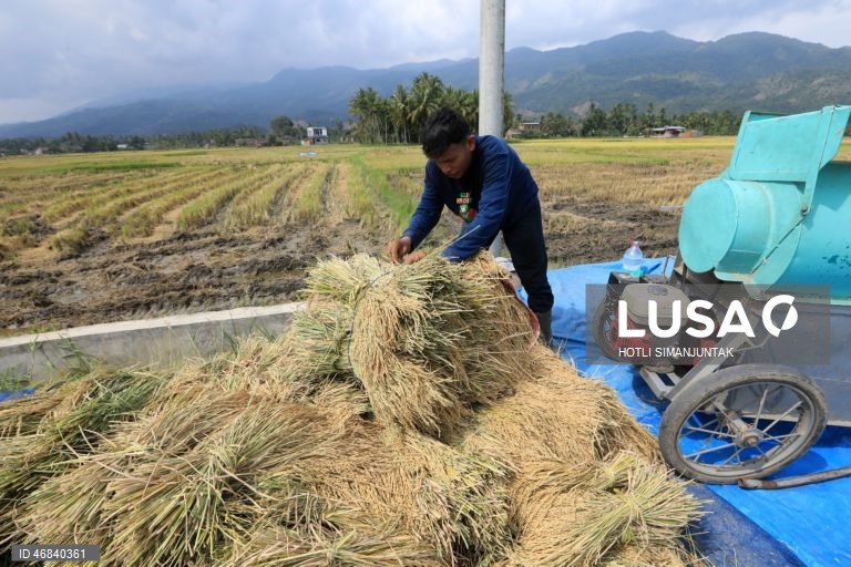 Agricultores colhem arroz durante a época da colheita em Lampeunurut, Aceh Besar, Indonésia, A Organização Mundial do Comércio (OMC) alertou que a guerra no Médio Oriente tem o potencial de desencadear uma crise global de fertilizantes e pode ameaçar a segurança alimentar mundial devido à escassez e ao aumento dos preços. 