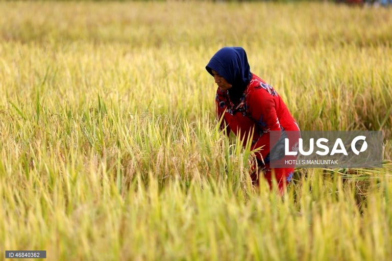 Agricultores colhem arroz durante a época da colheita em Lampeunurut, Aceh Besar, Indonésia, A Organização Mundial do Comércio (OMC) alertou que a guerra no Médio Oriente tem o potencial de desencadear uma crise global de fertilizantes e pode ameaçar a segurança alimentar mundial devido à escassez e ao aumento dos preços. 