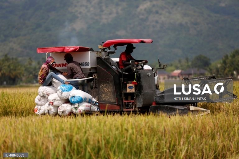 Agricultores colhem arroz durante a época da colheita em Lampeunurut, Aceh Besar, Indonésia, A Organização Mundial do Comércio (OMC) alertou que a guerra no Médio Oriente tem o potencial de desencadear uma crise global de fertilizantes e pode ameaçar a segurança alimentar mundial devido à escassez e ao aumento dos preços. 