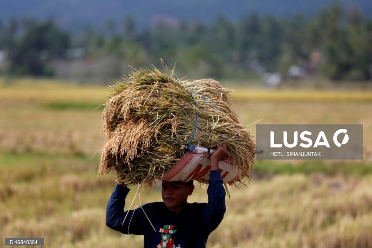 Agricultores colhem arroz durante a época da colheita em Lampeunurut, Aceh Besar, Indonésia, A Organização Mundial do Comércio (OMC) alertou que a guerra no Médio Oriente tem o potencial de desencadear uma crise global de fertilizantes e pode ameaçar a segurança alimentar mundial devido à escassez e ao aumento dos preços. 