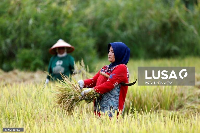 Agricultores colhem arroz durante a época da colheita em Lampeunurut, Aceh Besar, Indonésia, A Organização Mundial do Comércio (OMC) alertou que a guerra no Médio Oriente tem o potencial de desencadear uma crise global de fertilizantes e pode ameaçar a segurança alimentar mundial devido à escassez e ao aumento dos preços. 