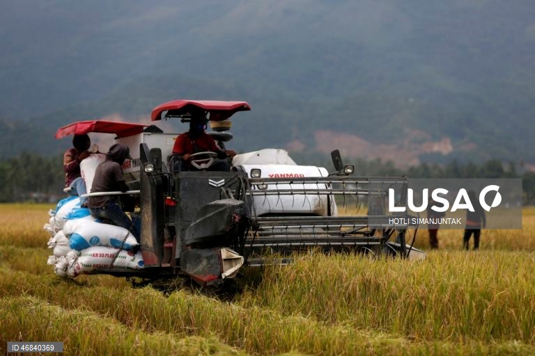 Agricultores colhem arroz durante a época da colheita em Lampeunurut, Aceh Besar, Indonésia, A Organização Mundial do Comércio (OMC) alertou que a guerra no Médio Oriente tem o potencial de desencadear uma crise global de fertilizantes e pode ameaçar a segurança alimentar mundial devido à escassez e ao aumento dos preços. 