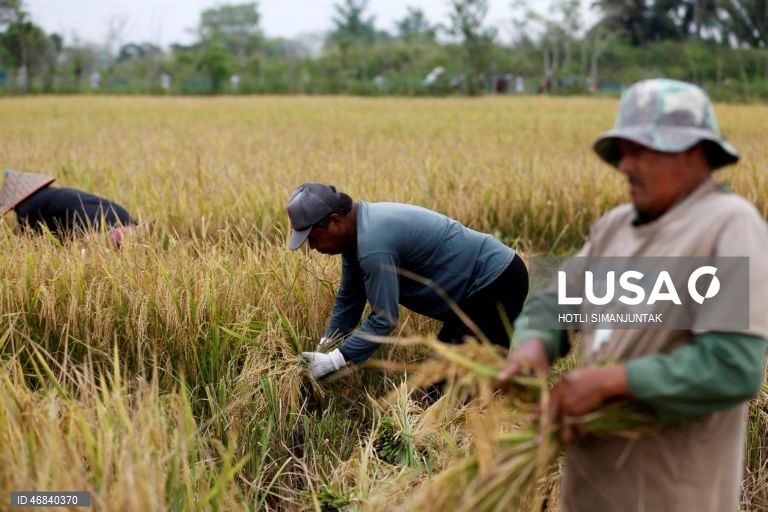 Agricultores colhem arroz durante a época da colheita em Lampeunurut, Aceh Besar, Indonésia, A Organização Mundial do Comércio (OMC) alertou que a guerra no Médio Oriente tem o potencial de desencadear uma crise global de fertilizantes e pode ameaçar a segurança alimentar mundial devido à escassez e ao aumento dos preços. 