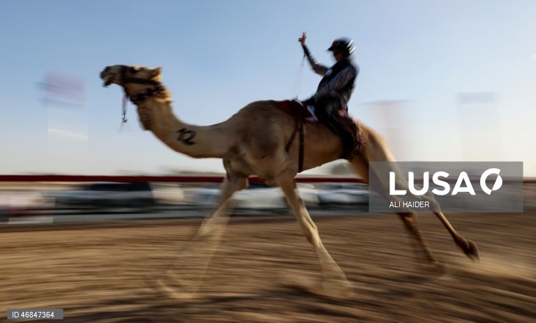 Dubai: Campeonato C1 da Série de Corridas de Camelos Fêmeas