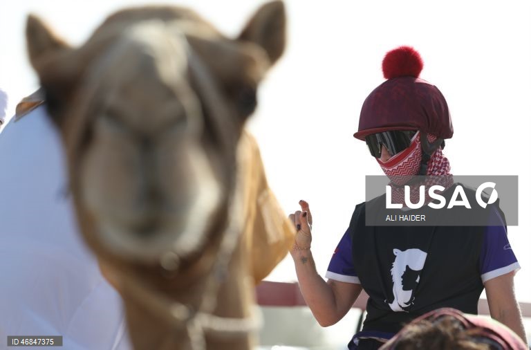 Dubai: Campeonato C1 da Série de Corridas de Camelos Fêmeas