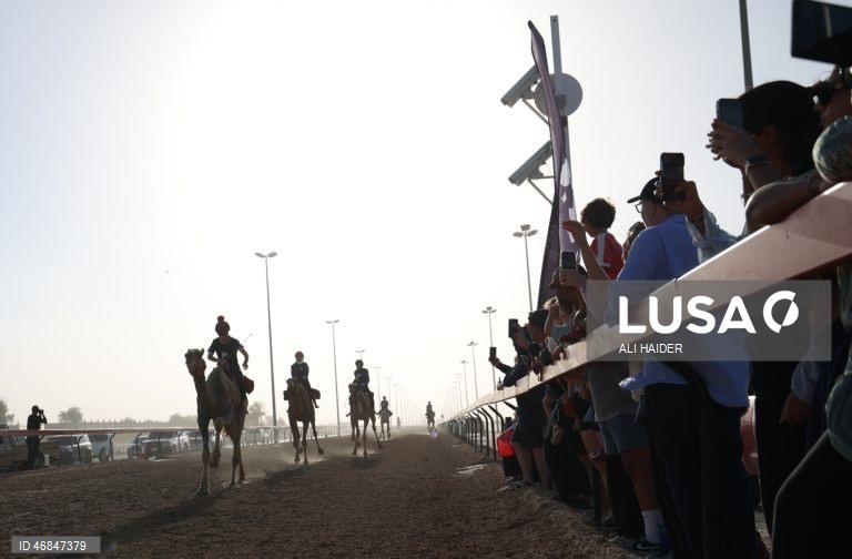Dubai: Campeonato C1 da Série de Corridas de Camelos Fêmeas