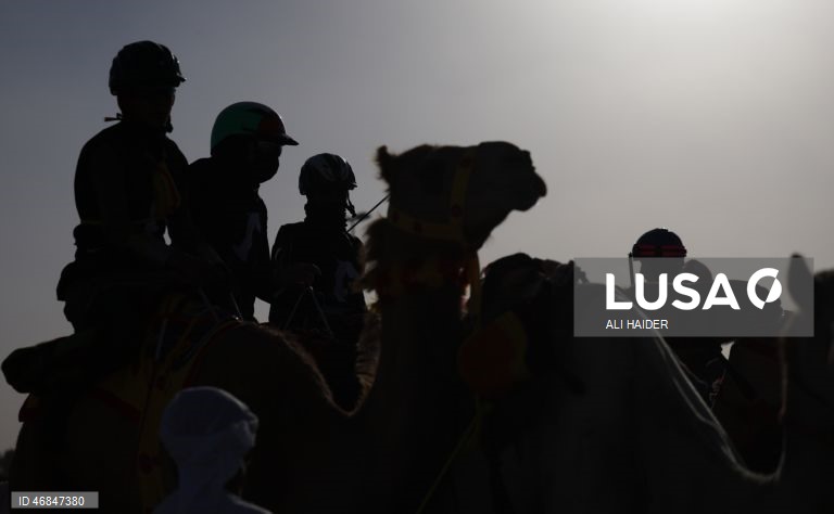 Dubai: Campeonato C1 da Série de Corridas de Camelos Fêmeas