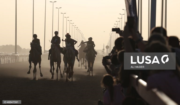 Dubai: Campeonato C1 da Série de Corridas de Camelos Fêmeas