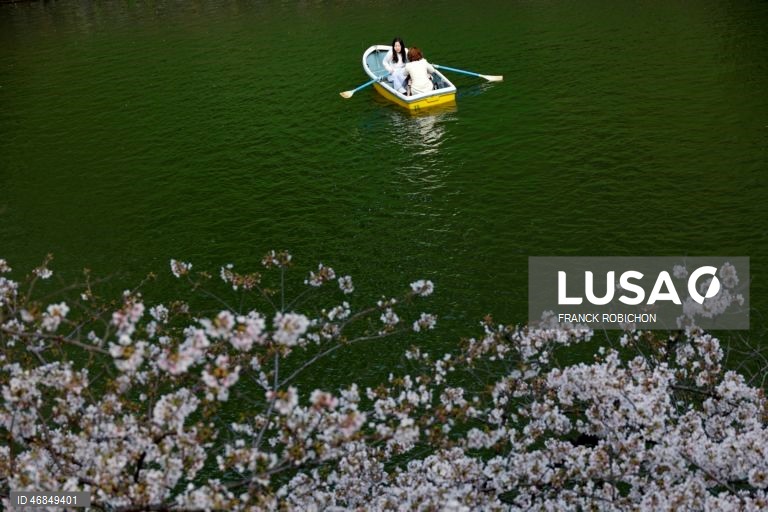 Japão: Pessoas apreciam a floração das cerejeiras no centro de Tóquio