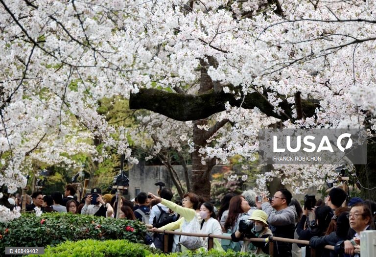 Japão: Pessoas apreciam a floração das cerejeiras no centro de Tóquio