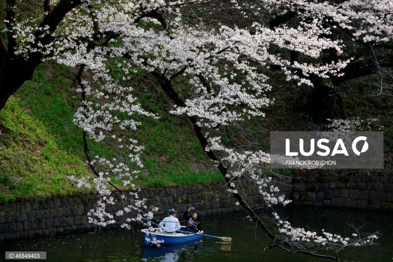Japão: Pessoas apreciam a floração das cerejeiras no centro de Tóquio
