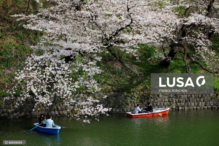 Japão: Pessoas apreciam a floração das cerejeiras no centro de Tóquio