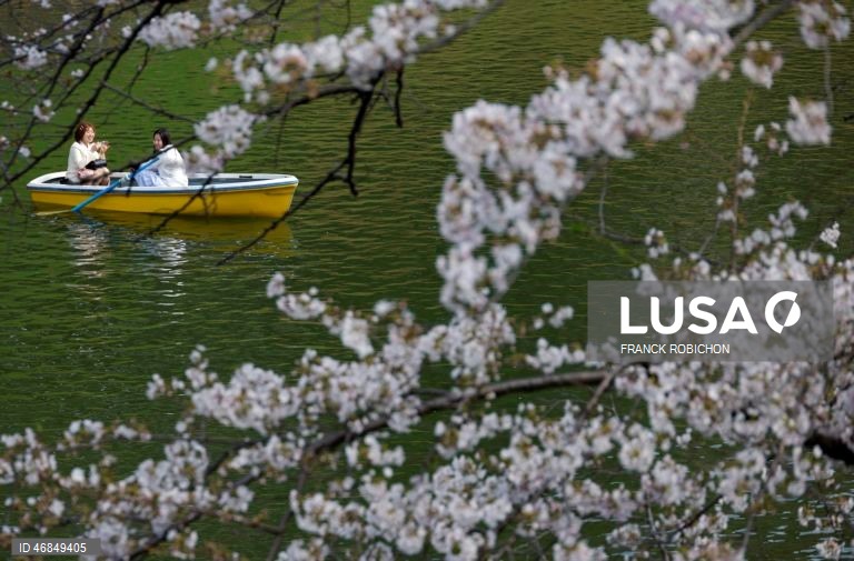 Japão: Pessoas apreciam a floração das cerejeiras no centro de Tóquio