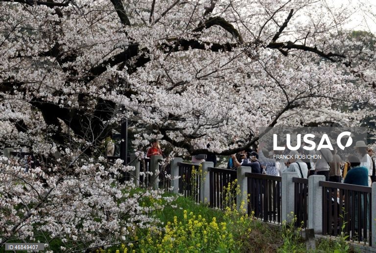 Japão: Pessoas apreciam a floração das cerejeiras no centro de Tóquio