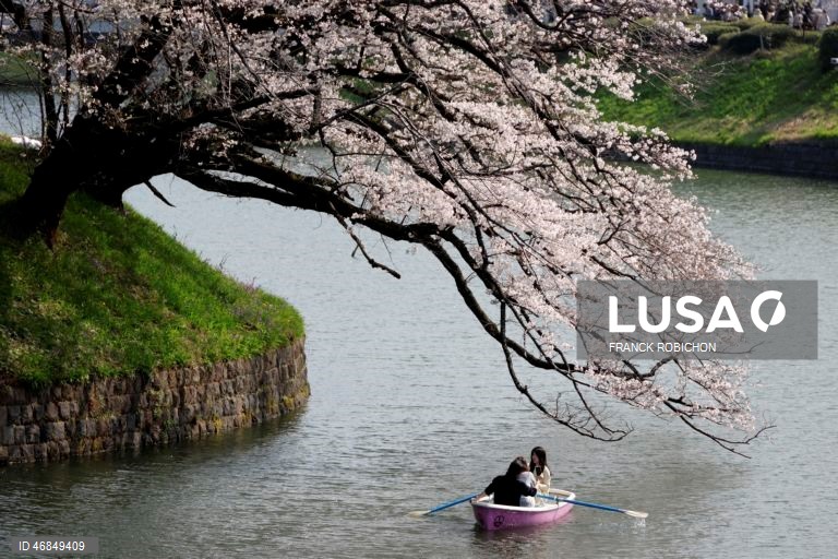 Japão: Pessoas apreciam a floração das cerejeiras no centro de Tóquio