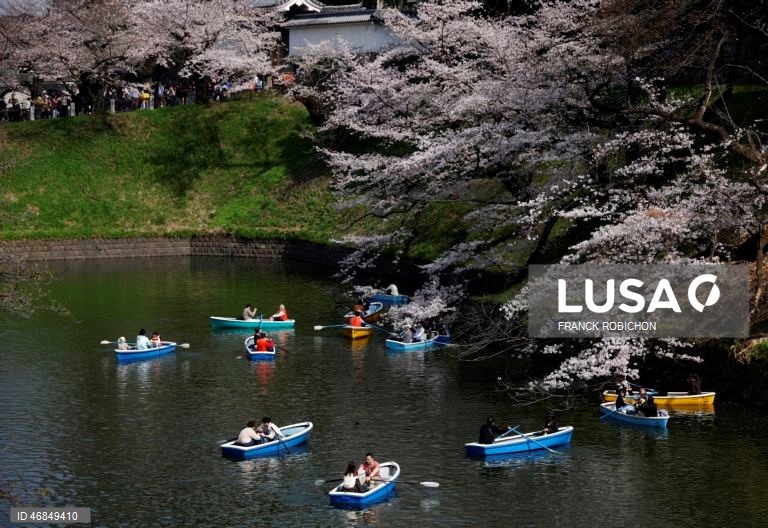 Japão: Pessoas apreciam a floração das cerejeiras no centro de Tóquio