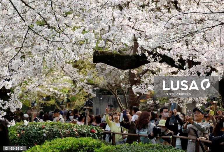 Japão: Pessoas apreciam a floração das cerejeiras no centro de Tóquio