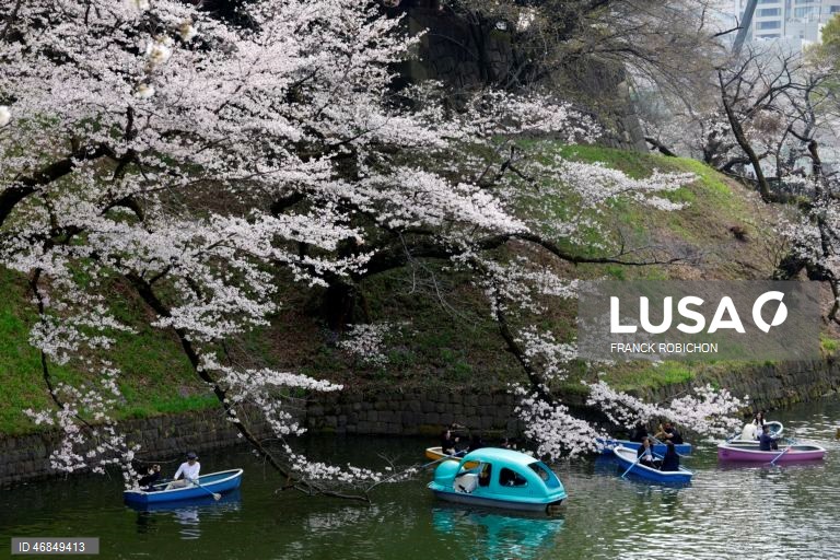 Japão: Pessoas apreciam a floração das cerejeiras no centro de Tóquio