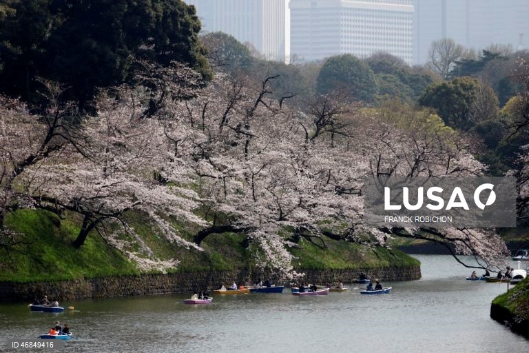 Japão: Pessoas apreciam a floração das cerejeiras no centro de Tóquio