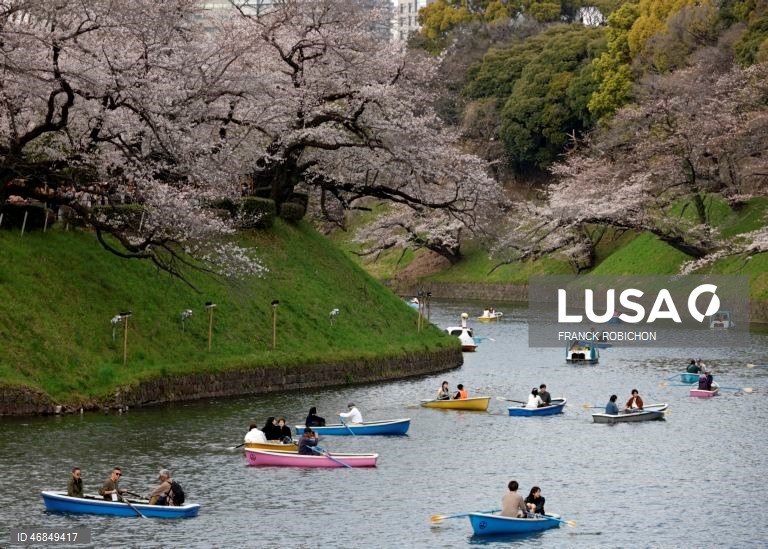 Japão: Pessoas apreciam a floração das cerejeiras no centro de Tóquio
