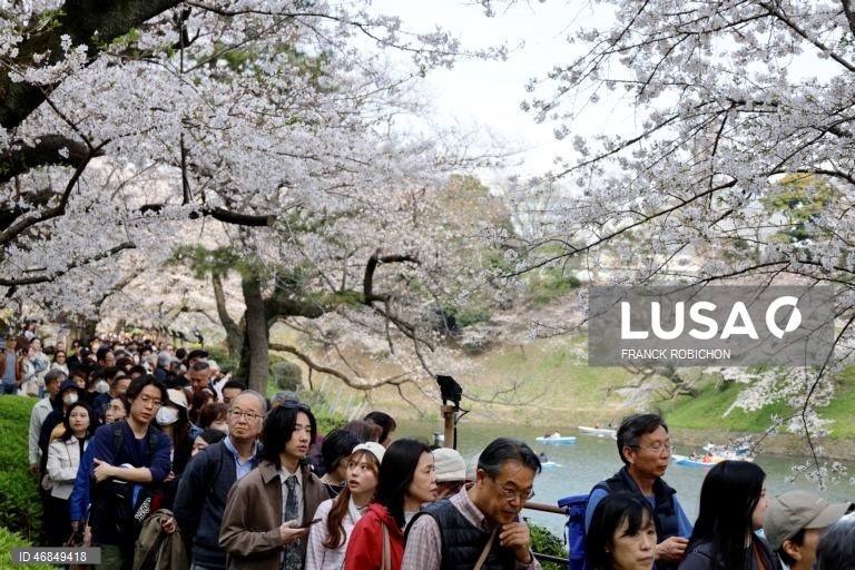 Japão: Pessoas apreciam a floração das cerejeiras no centro de Tóquio