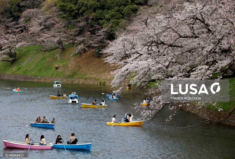 Japão: Pessoas apreciam a floração das cerejeiras no centro de Tóquio
