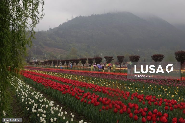 Índia: Jardim de tulipas do Memorial de Indira Gandhi em Srinagar