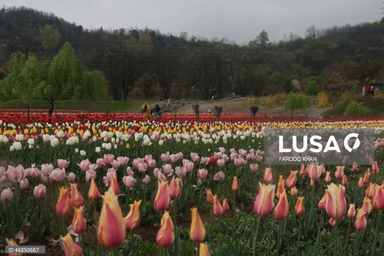 Índia: Jardim de tulipas do Memorial de Indira Gandhi em Srinagar