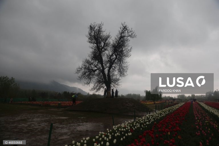 Índia: Jardim de tulipas do Memorial de Indira Gandhi em Srinagar