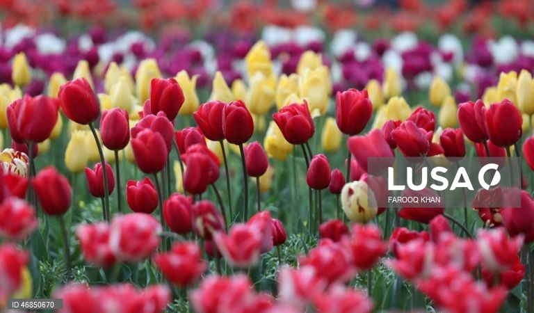 Índia: Jardim de tulipas do Memorial de Indira Gandhi em Srinagar