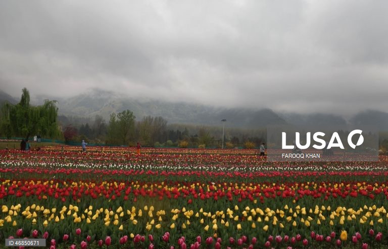 Índia: Jardim de tulipas do Memorial de Indira Gandhi em Srinagar