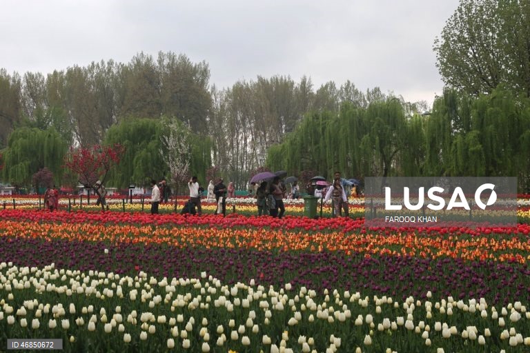 Índia: Jardim de tulipas do Memorial de Indira Gandhi em Srinagar