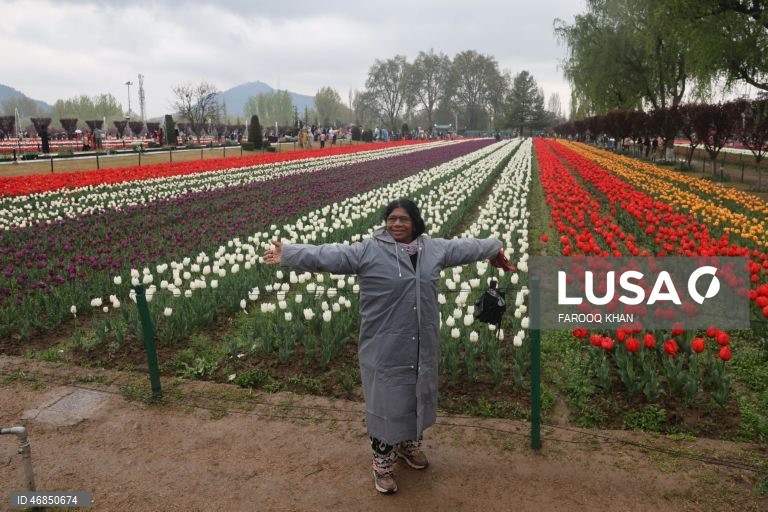 Índia: Jardim de tulipas do Memorial de Indira Gandhi em Srinagar