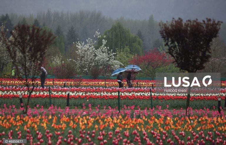 Índia: Jardim de tulipas do Memorial de Indira Gandhi em Srinagar