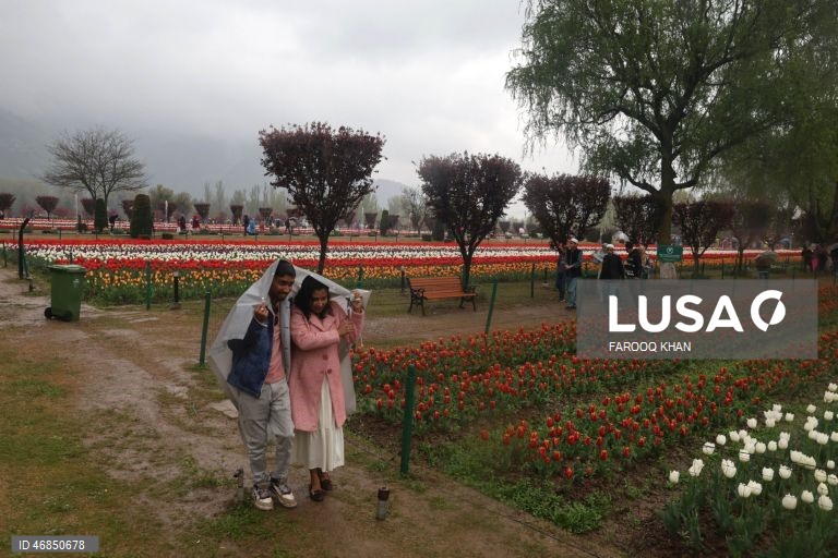 Índia: Jardim de tulipas do Memorial de Indira Gandhi em Srinagar