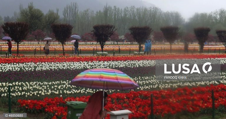 Índia: Jardim de tulipas do Memorial de Indira Gandhi em Srinagar