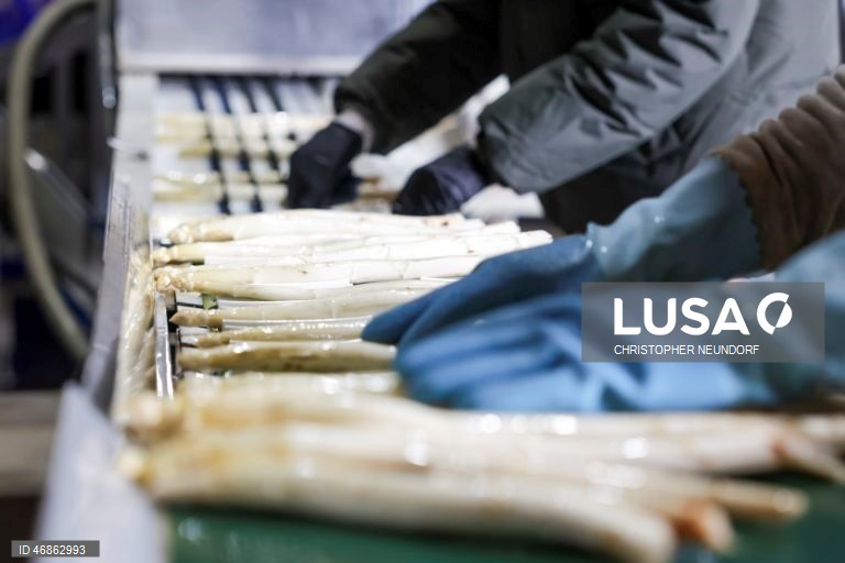 Alemanha: Colheita e embalamento de espargos em Herten