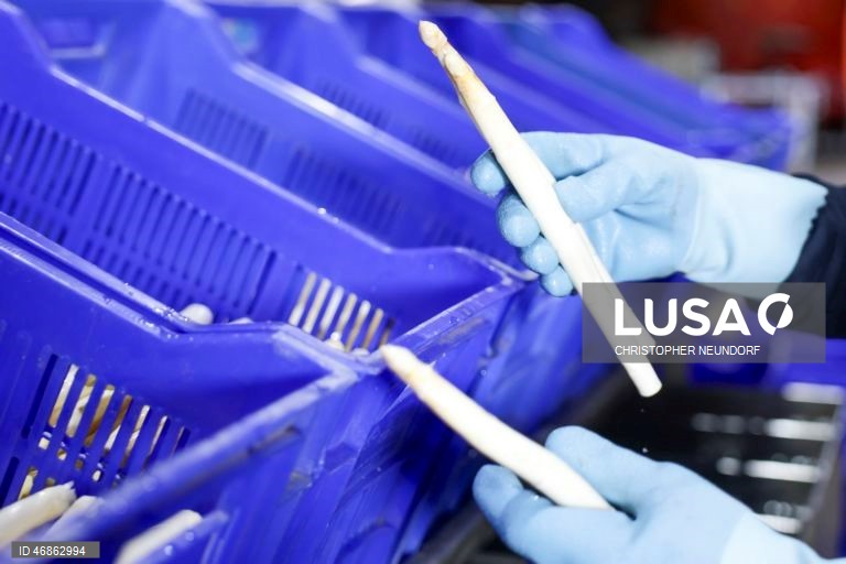 Alemanha: Colheita e embalamento de espargos em Herten