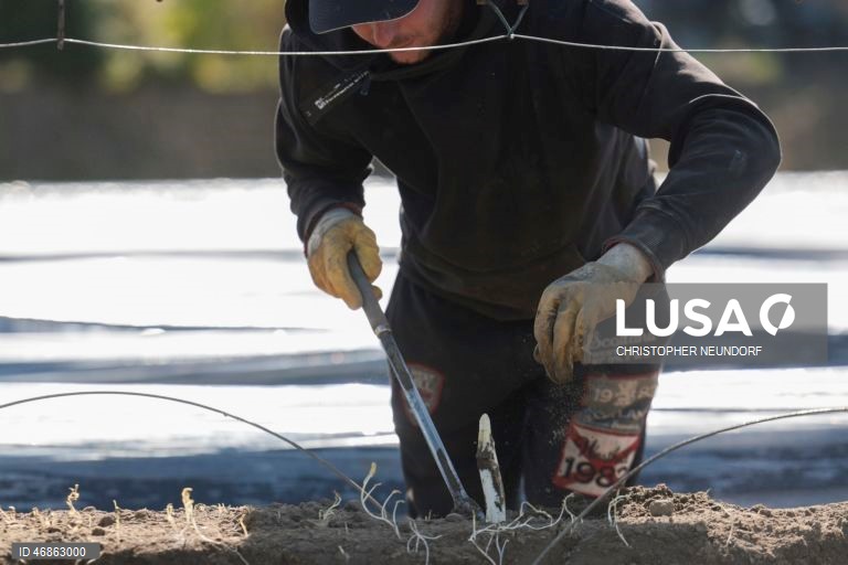 Alemanha: Colheita e embalamento de espargos em Herten