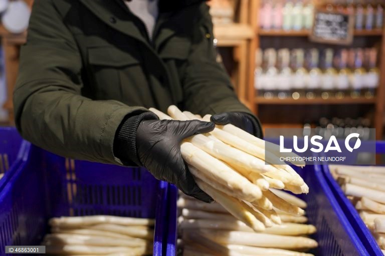 Alemanha: Colheita e embalamento de espargos em Herten