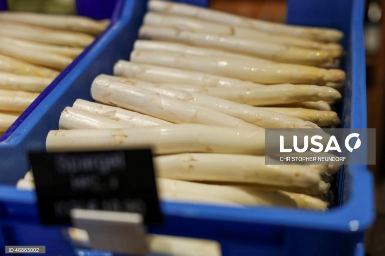 Alemanha: Colheita e embalamento de espargos em Herten