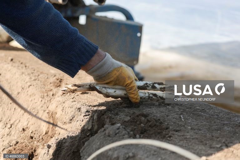 Alemanha: Colheita e embalamento de espargos em Herten