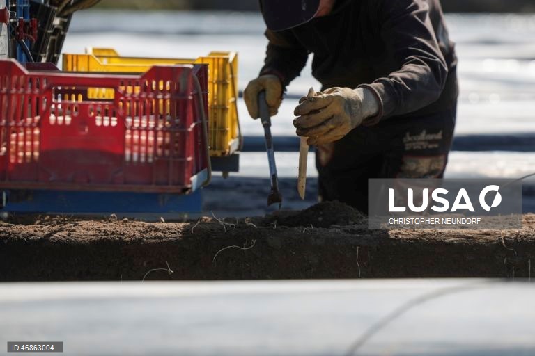 Alemanha: Colheita e embalamento de espargos em Herten