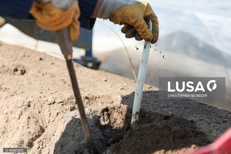 Alemanha: Colheita e embalamento de espargos em Herten