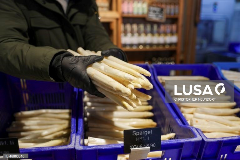 Alemanha: Colheita e embalamento de espargos em Herten