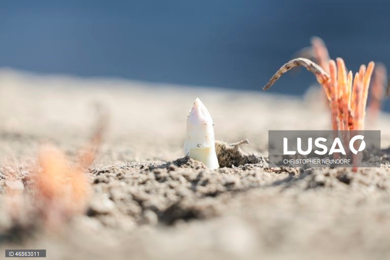 Alemanha: Colheita e embalamento de espargos em Herten