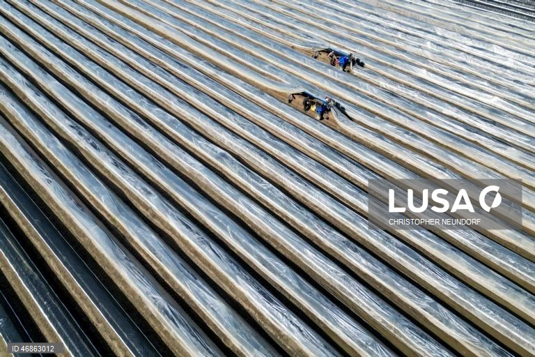 Alemanha: Colheita e embalamento de espargos em Herten