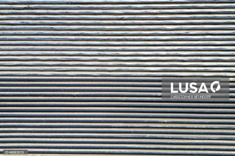 Alemanha: Colheita e embalamento de espargos em Herten