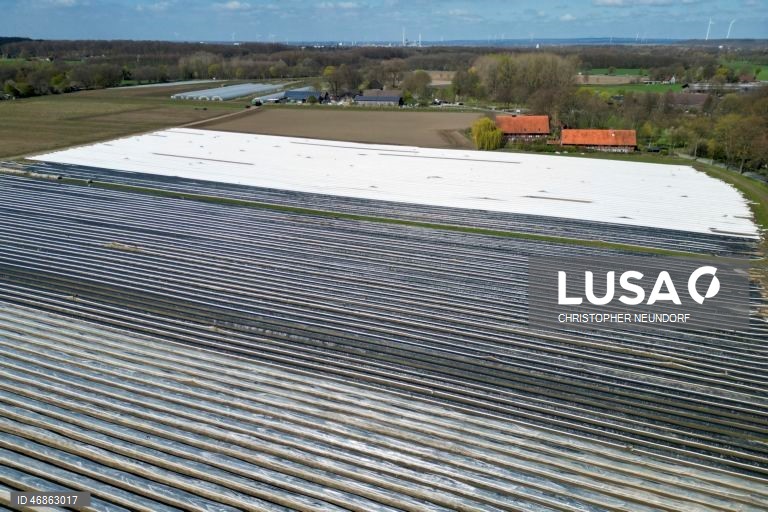 Alemanha: Colheita e embalamento de espargos em Herten